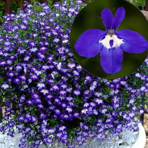 Lobelia erinus 'Laura® Basket Blue Eye' - Sinilobeelia 'Laura® Basket Blue Eye' P9/0,55L